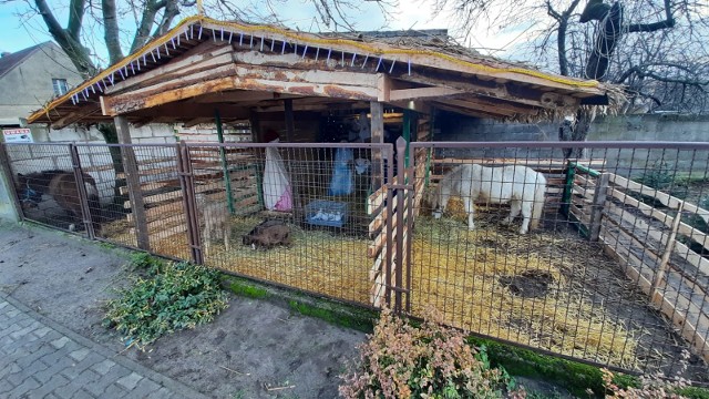 Pan Robert wraz ze swoimi przyjaciółmi zbudował żywą szopkę bożonarodzeniową. Są tam owce, kozy, osiołek, króliki, kucyk, gołębie. Można ją zobaczyć we wsi Szewce pod Bukiem.Zobacz więcej zdjęć --->