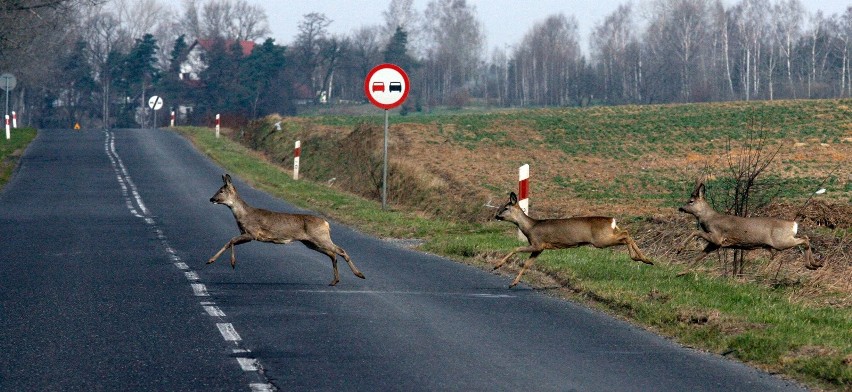 Potrącenie zwierzęcia