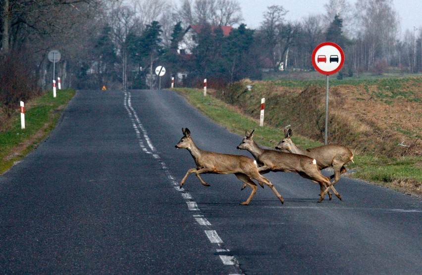 Potrącenie zwierzęcia