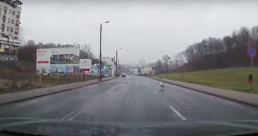 Uwaga! Łabędź na drodze. Ul. Kujawska w Bydgoszczy [wideo]