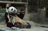 Pandy wielkie zamieszkają w zamojskim zoo. To prezent chińskiego miasta Ya’an, które podpisało umowę partnerską z Zamościem