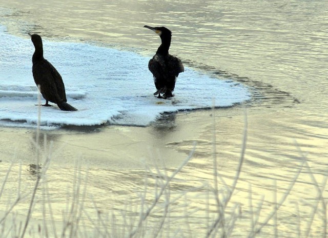 W walce z kormoranami sprzyja wędkarzom jedynie ostra zima prowadząca do zamarzania zbiorników. Ta jednak ciągle nie nadchodzi.Fot. Tomasz Jefimow
