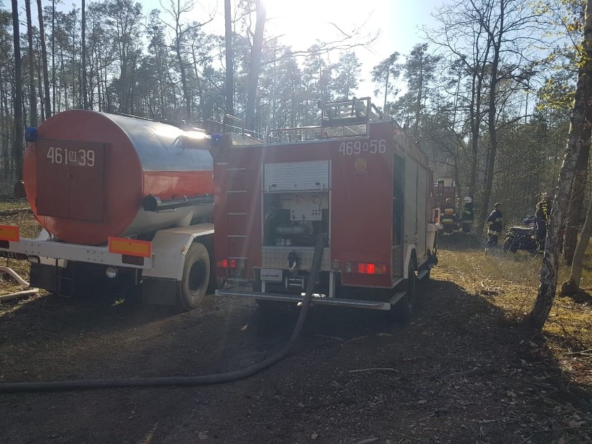 Wielki pożar w Puszczy Kozienickiej. W płomieniach stanęło 5 hektarów lasu. To było podpalenie? (zdjęcia, wideo)