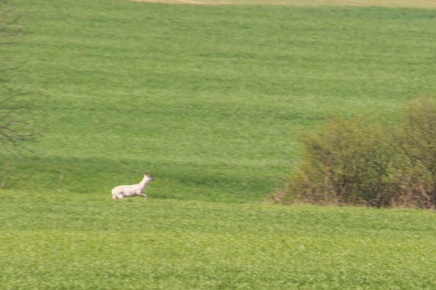 Biała sarna w okolicach Murowanej Gośliny. To prawdziwa...