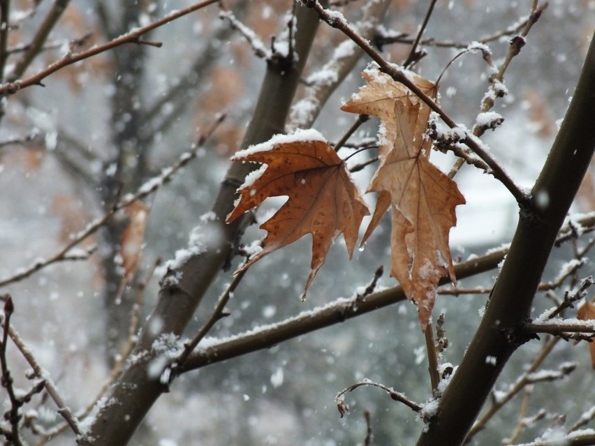 Pogoda na listopad 2019: długoterminowa prognoza pogody. Silne uderzenie zimna na początku listopada! Śnieg pod koniec listopada? [30.11]