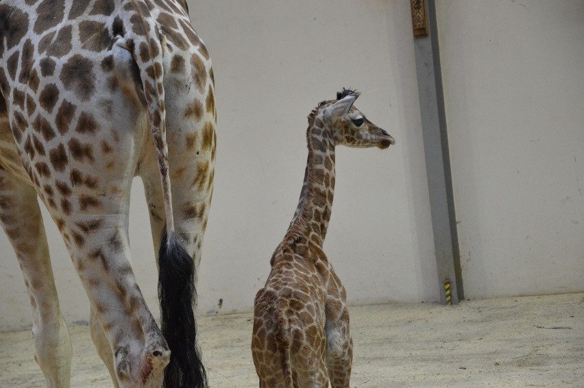 Mała żyrafa urodziła się w zoo w Opolu.