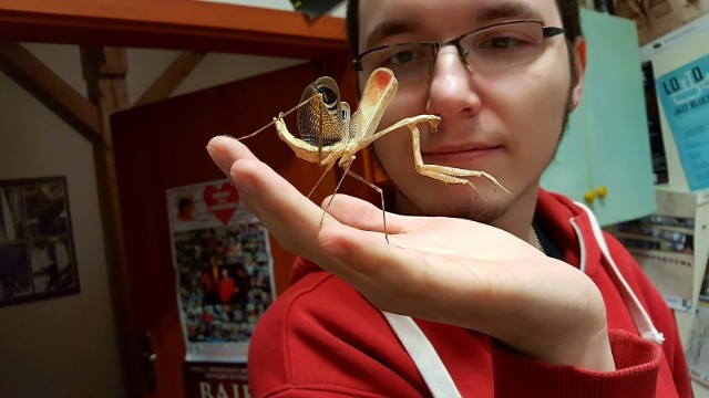 Hodowla owadów egzotycznych staje się w Polsce coraz bardziej popularna