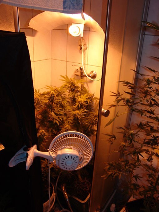 Plantacja marihuany w mieszkaniu [wideo]