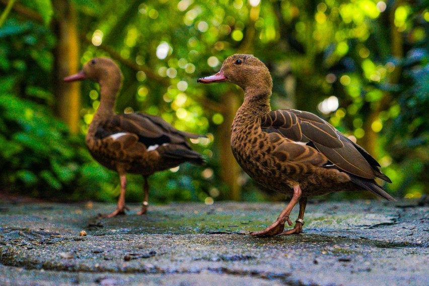 Ogród zoologiczny w Opolu kusi wieloma atrakcjami - między...