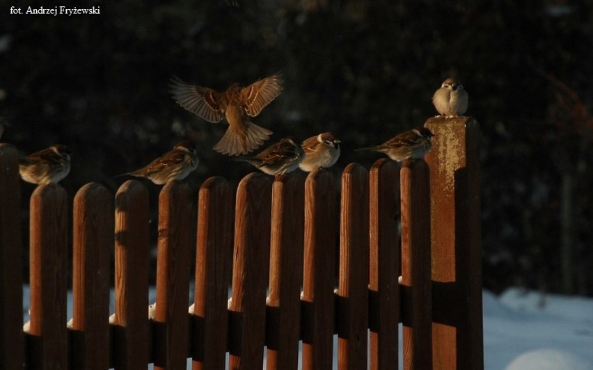 Zdjęcia laureatów konkursu „Krajeński Park Krajobrazowy i...