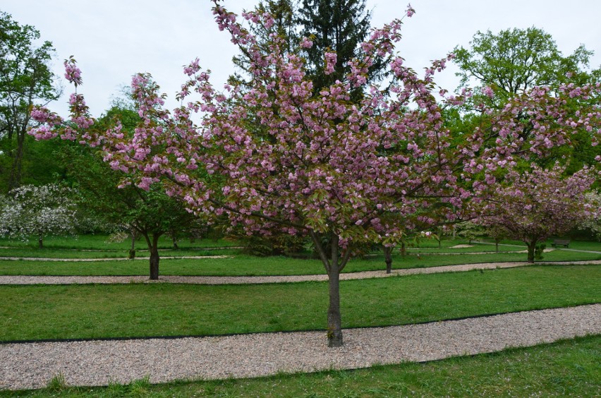 Drzewka, które zakwitły w parku Szczytnickim rosną tam od 16...
