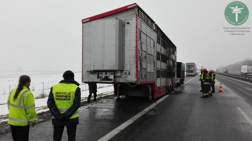 Wypadek na A4: zwierzęta spłonęły w ciężarówce [ZDJĘCIA]