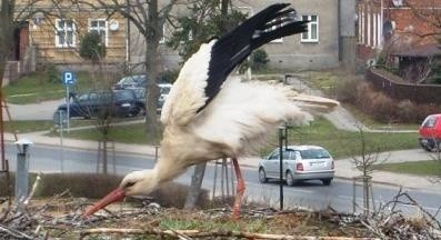 Mieszkańcy dziś rano w kamerze internetowej zauważyli, że jeden z bocianów dusi się. Natychmiast wezwali pomoc. Niestety było za późno. Bocian zginął.