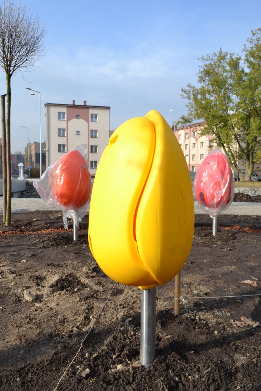 Pole holenderskie w Rybniku czyli wielkie tulipany nad...