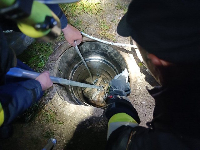 Strażacy z Dębskiej Woli ratowali psa, który utknął w studzience kanalizacyjnej.