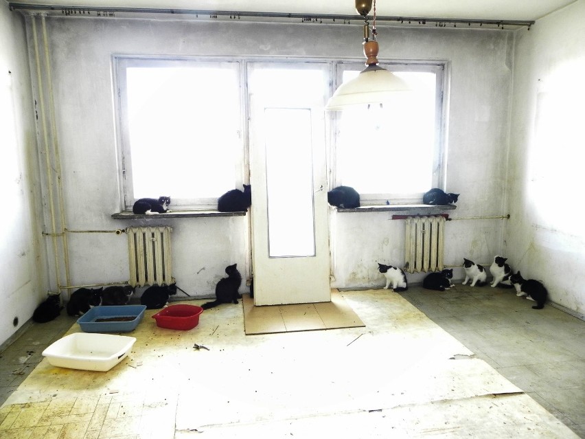 Eksmisja rodziny ze Szczecina. W mieszkaniu było 30 kotów