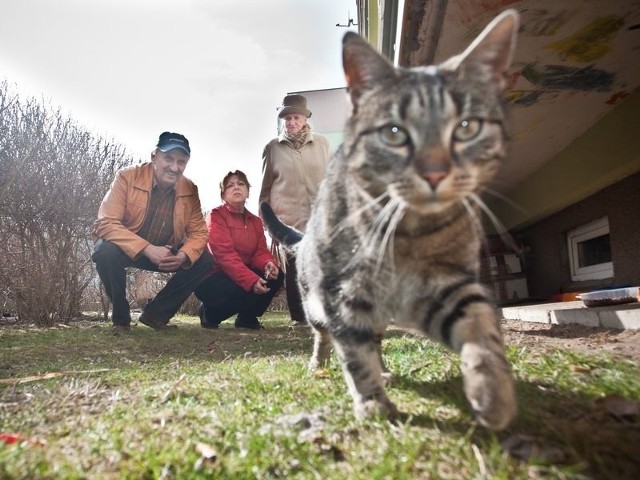 Ci ludzie kochają kochają koty, ale sąsiedzi chcą wypędzić zwierzęta.