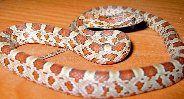 Wąż zbożowy to gatunek charakterystyczny dla Ameryki Północnej, w hodowli mało wymagający.