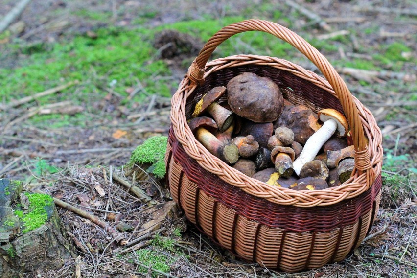 Pan Marcin i jego zbiory w okolicach Końskich. Poświęcił na...