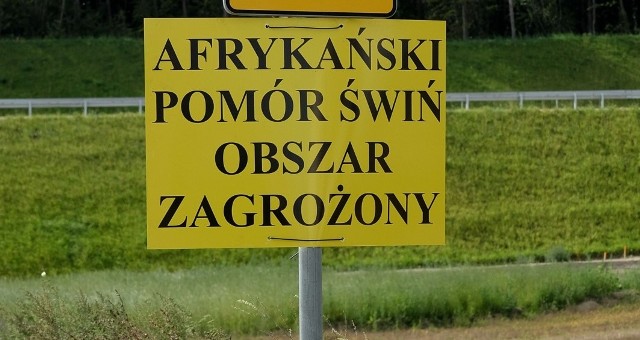 Rolnikom z obszarów objętych ograniczeniami będzie łatwiej sprzedać zdrowe świnie