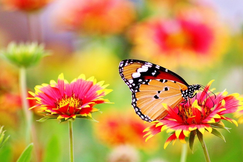 Uwielbiasz motyle i pragniesz, aby pojawiły się w twoim...