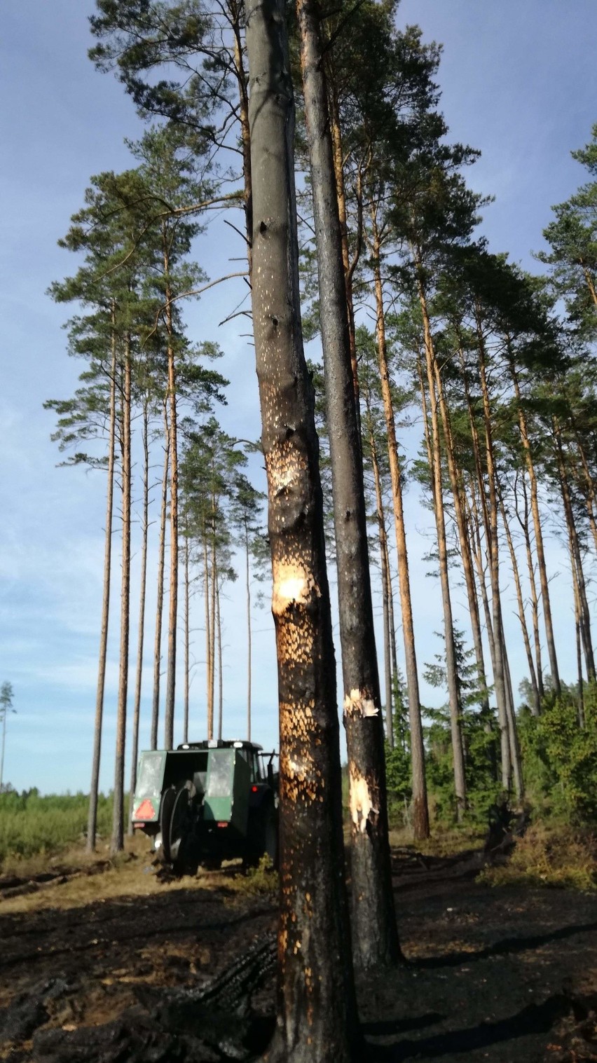 Pożar lasu koło Starej Rzeki. Spłonęło ok. 5 ha lasu [zdjęcia]