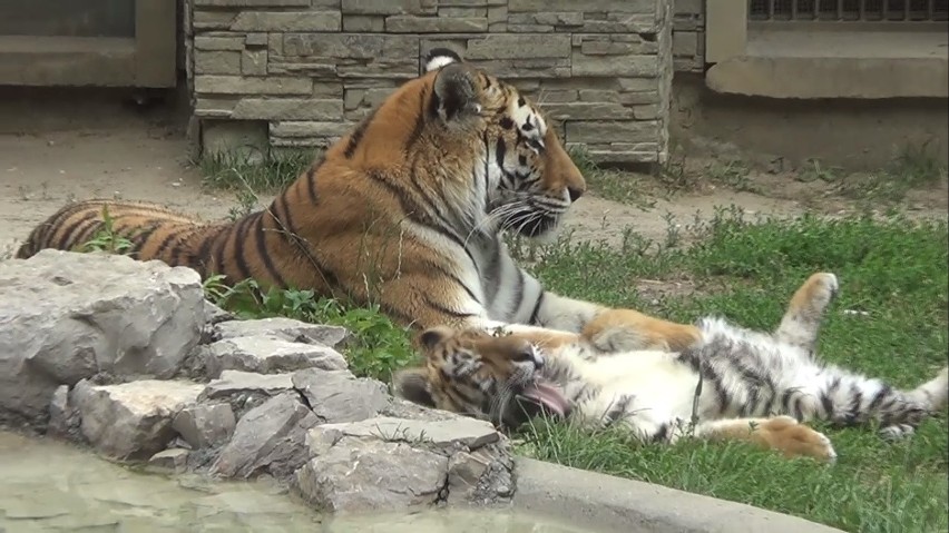 Tygrysek amurski Diego i jego mama