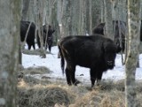 Puszcza Białowieska. Mamy Rekord! Populacja żubrów liczyła na koniec 2015 roku 578 osobników