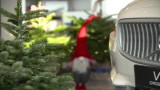 Boże Narodzenie. Bądź eko. Rusza trzecia edycja akcji społecznej "Wypożyczalnia choinek Volvo" (video) 