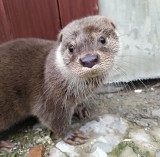 Łubniany. Niewidoma wydra na gigancie. Jest szczęśliwy finał poszukiwań Weki z azylu dla dzikich zwierząt pod Opolem