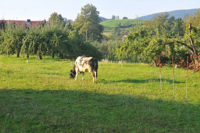 Na polskiej wsi prężnie rozwija się produkcja rolnicza.