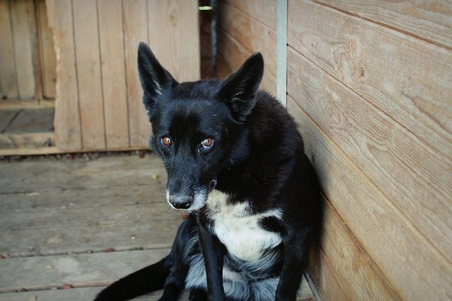 Dziś wybraliśmy 20 psów, które czekają na adopcję w schronisku w Orzechowcach koło Przemyśla. Poznajcie Molę, Fibiego, Elvisa i inne psiaki, które czekają na nowy dom!FIBI. Suczka. ur. 10.2011 r. Przebywa w schronisku już 3 lata.