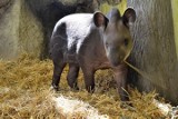 Samiczka tapira z zoo w Łodzi ma już imię. Mieszkańcy wybrali Fionę