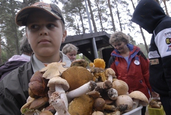 Jeśli sam zbierasz grzby nie płacisz podatku.