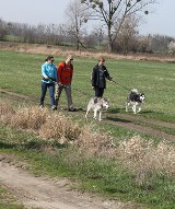 Żeby miały się gdzie wyszaleć. Jest szansa na wybieg dla psów