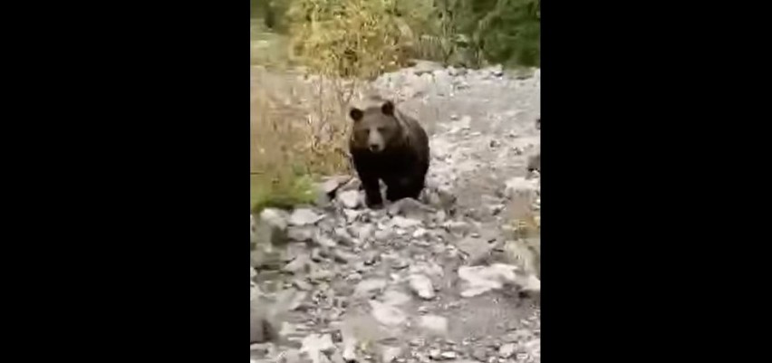 Tatry. Turysta stanął "oko w oko" z niedźwiedziem i... zachował spokój. Efekt? Nagrał świetny FILM 