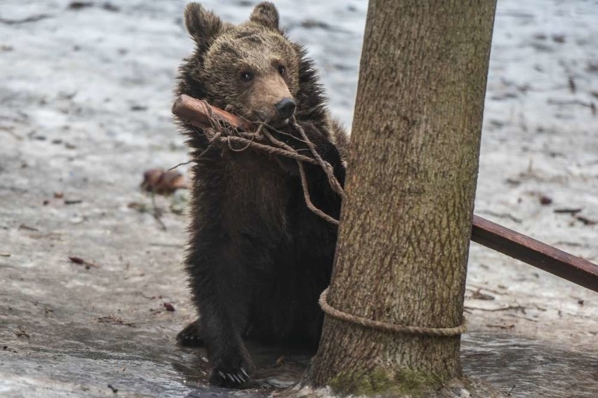 Cisna i Baloo rozpakowali prezenty!