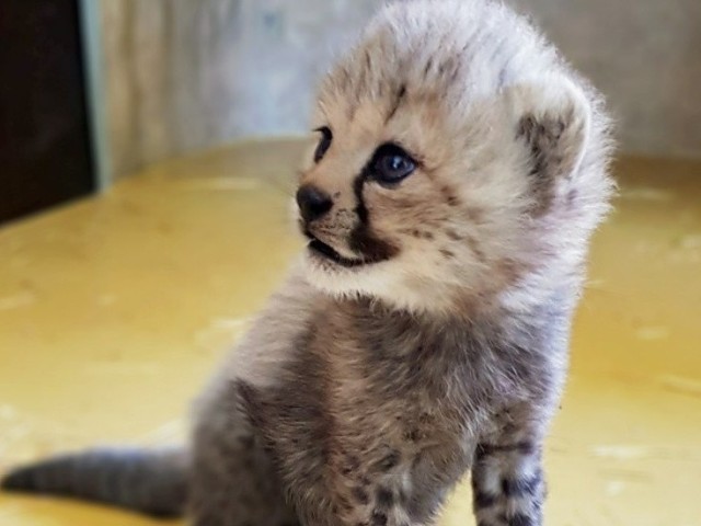 W Śląskim Ogrodzie Zoologicznym urodziły się gepardy. Są przepiękne