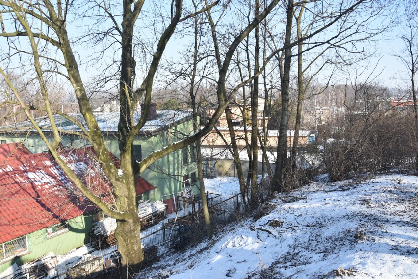 Drzewa przy tężni w Rybniku mają iść pod topór. Miasto nie...