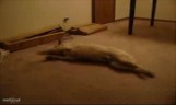 Pies-lunatyk biega podczas snu! Zobacz wideo