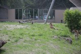 Trzy tygrysy z łódzkiego zoo korzystają ze zmodernizowanego wybiegu