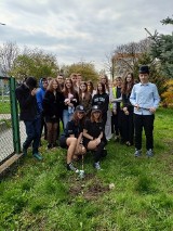 Egzamin ósmoklasisty 2022 w sandomierskiej "czwórce". Uczniowie... zasadzili drzewka. Zobacz zdjęcia