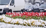 Czy zimowa sceneria w maju to coś normalnego? Klimatolog tłumaczy