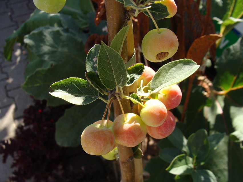 Rajskie jabłonie często są oferowane na pniu i nadają się...