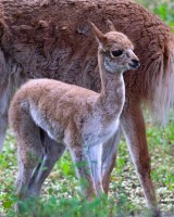 W warszawskim zoo urodziła się wikunia andyjska. To najmniejszy przedstawiciel rodziny wielbłądowatych