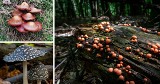 Najdziwniejsze grzyby i piękne czerwone muchomory ze szczecińskich lasów. Dziwne znaleziska na grzybobraniu na ZDJĘCIACH Czytelników