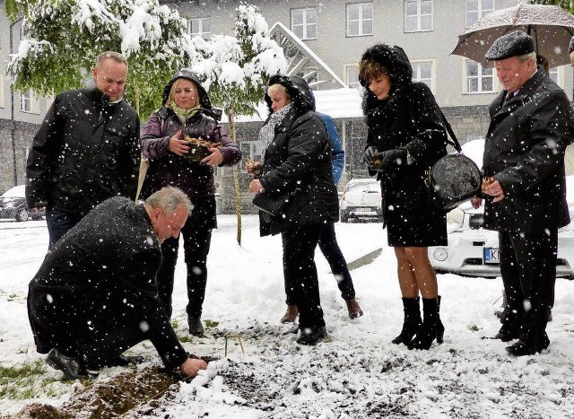 Starosta nowotarski Krzysztof Faber mimo padającego śniegu posadził przed starostwem pierwszą cebulkę żonkila