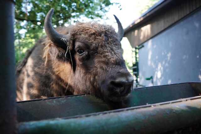 Ogród zoologiczny w Poznaniu pozostanie zamknięty do 11 kwietnia.