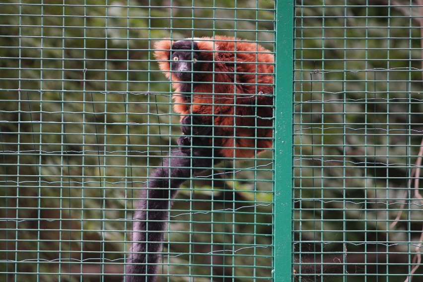 Ogród zoologiczny w Poznaniu pozostanie zamknięty do 11...