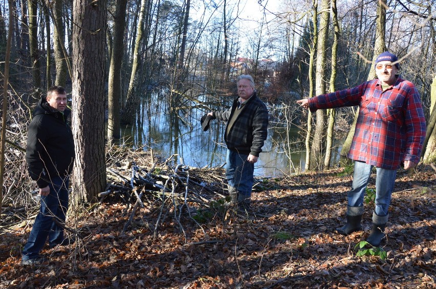 Wola Rzędzińska k. Tarnowa. Nie chcą bobra za sąsiada [WIDEO, ZDJĘCIA]